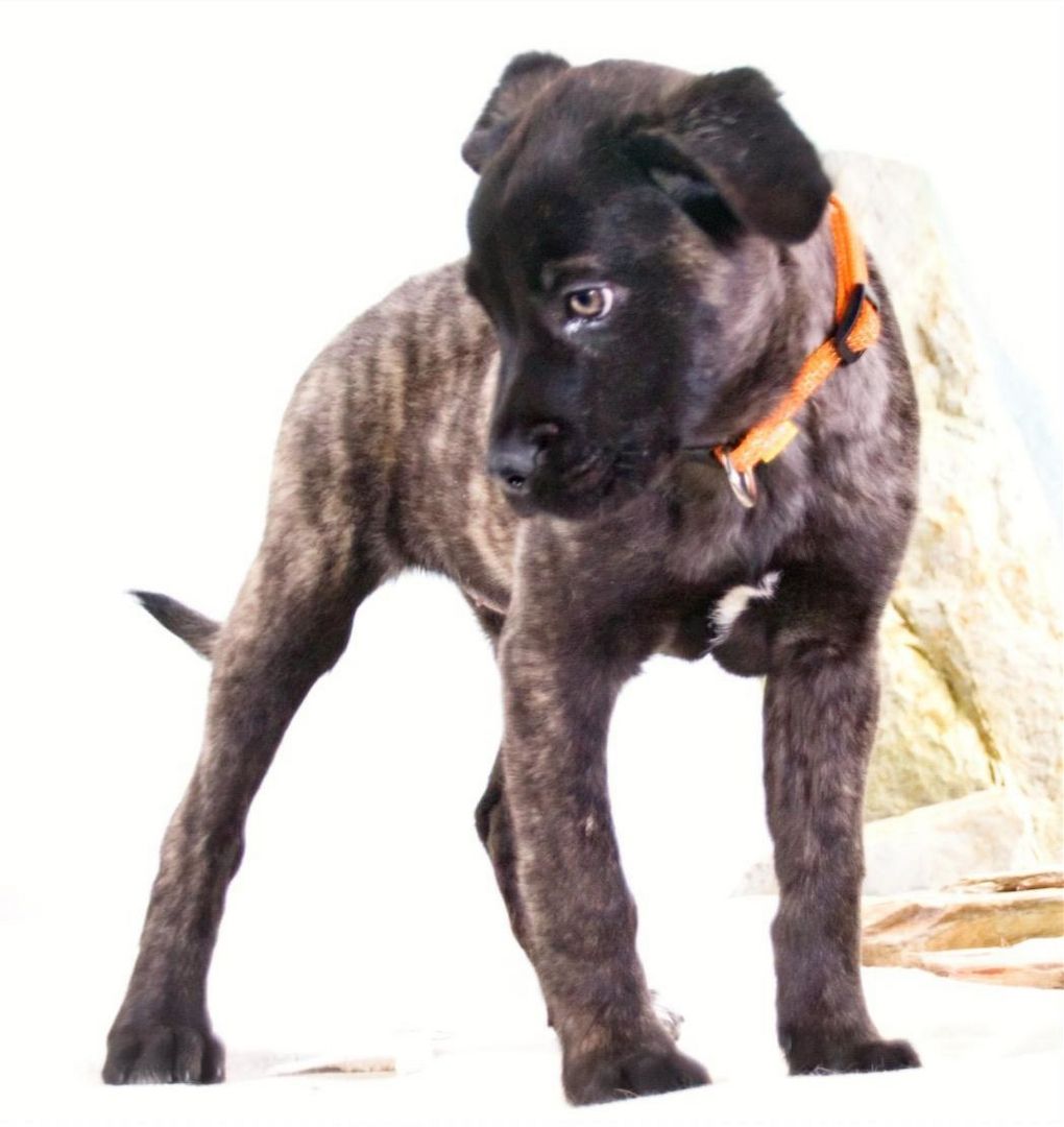 Natalia - sanftes und offenes Hundekind