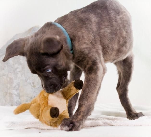 Natascha - freundlich verspieltes Hundemädchen