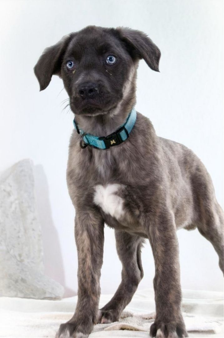 Natascha - freundlich verspieltes Hundemädchen