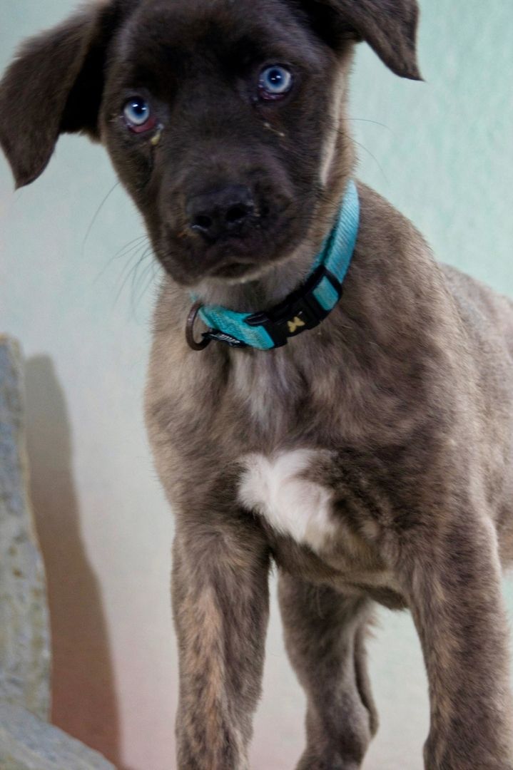 Natascha - freundlich verspieltes Hundemädchen