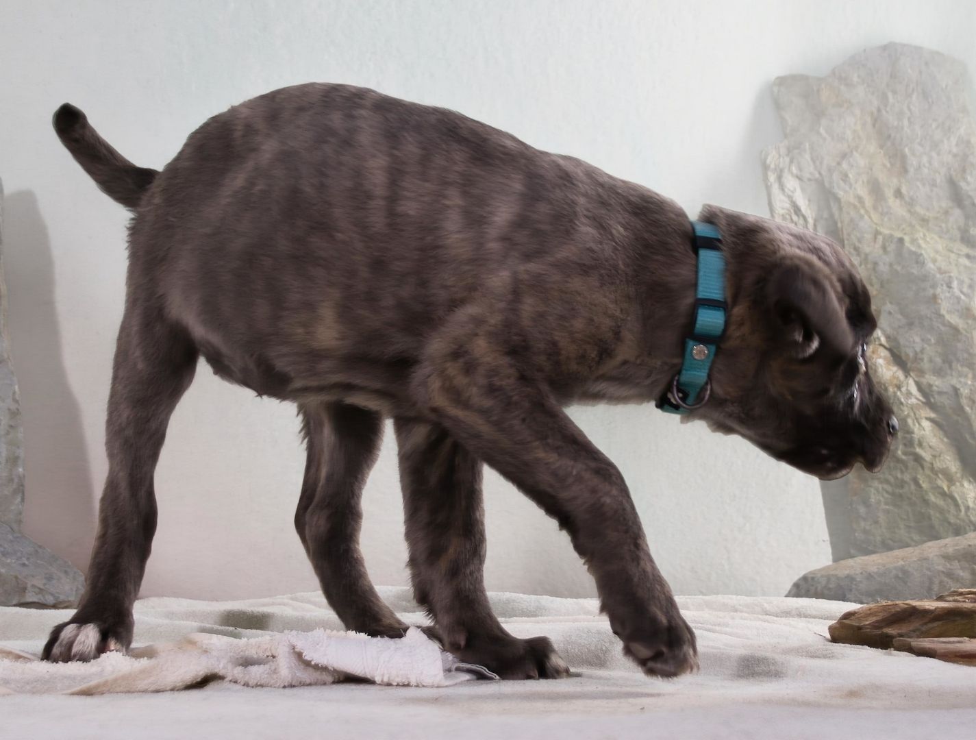 Natascha - freundlich verspieltes Hundemädchen