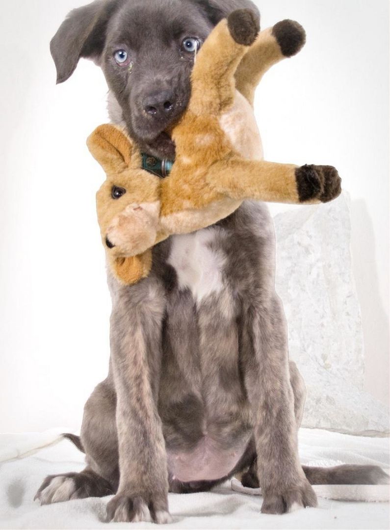 Natascha - freundlich verspieltes Hundemädchen