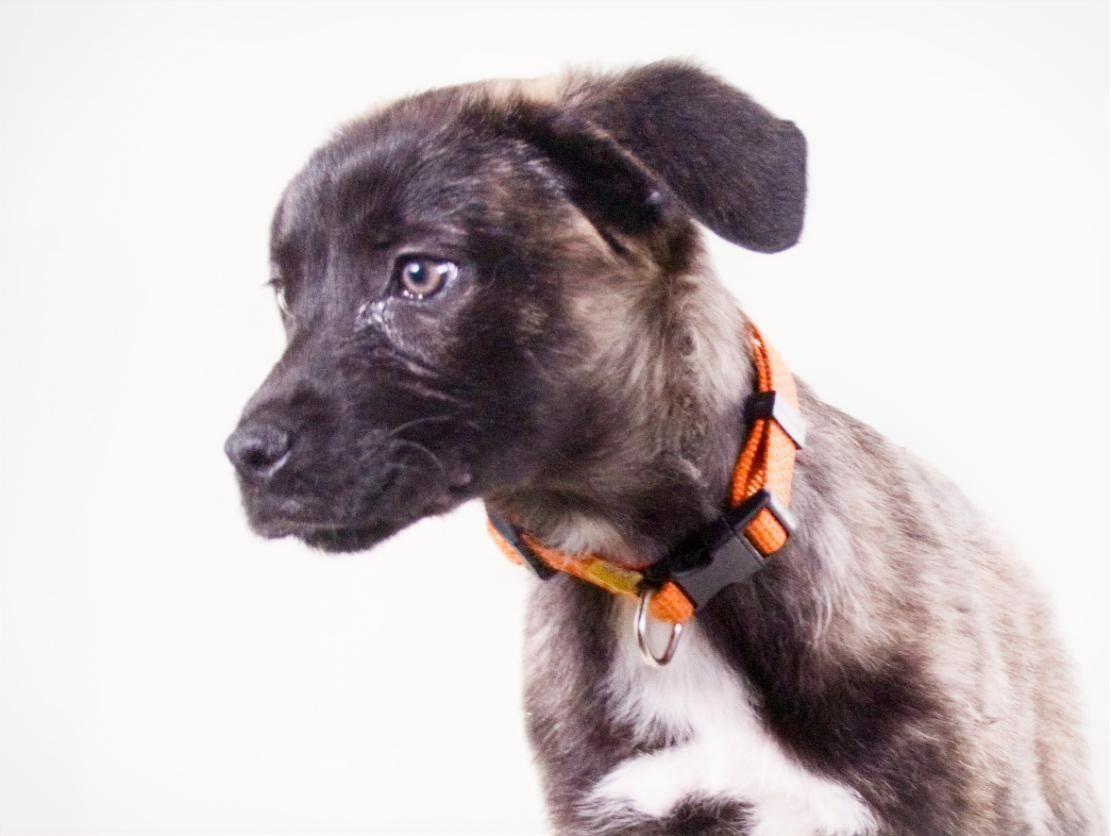 Noel - klug und zugewandt