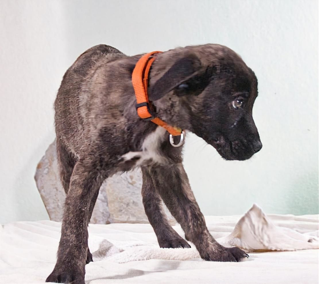 Noel - klug und zugewandt