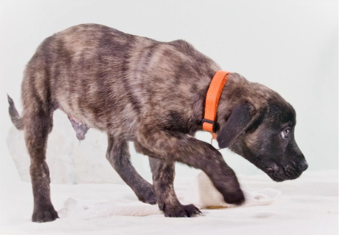 Noel - klug und zugewandt