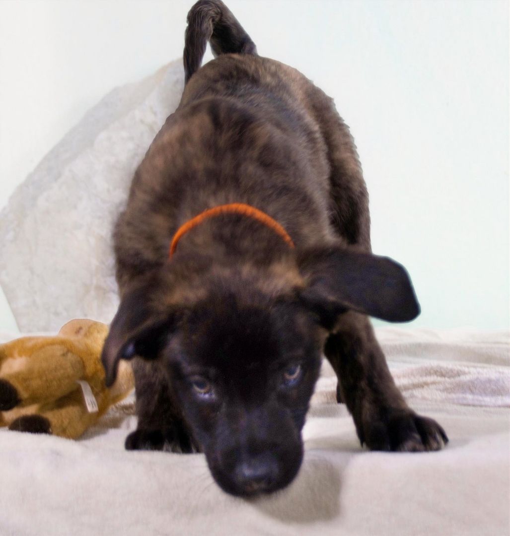 Noel - klug und zugewandt