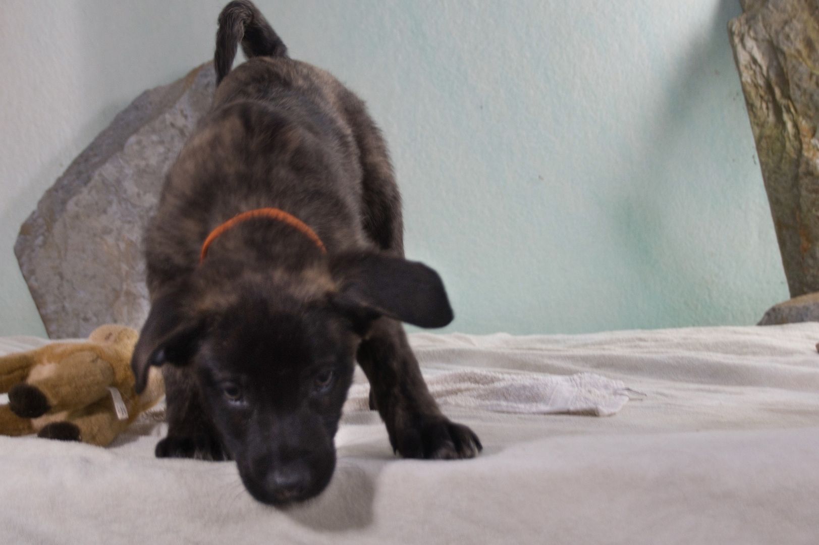 Noel - klug und zugewandt