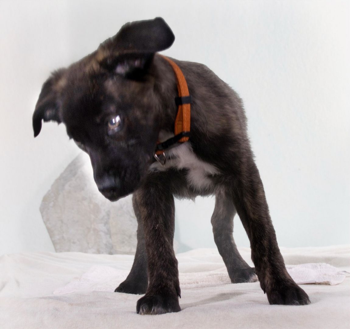 Noel - klug und zugewandt