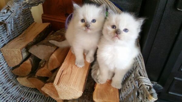 Gesunde Ragdoll-Kätzchen