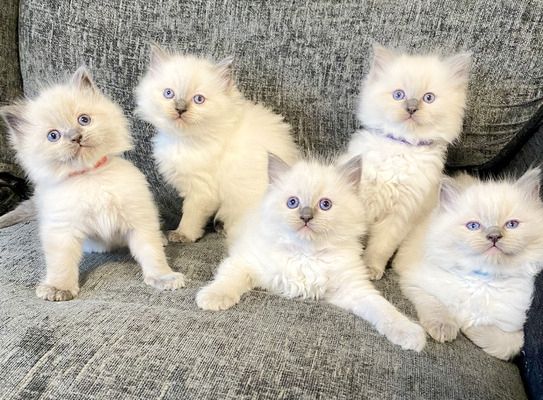 Handaufgezogene Ragdoll-Kätzchen