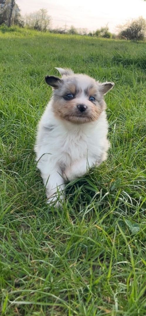 Australian Shepherd-Welpen 
