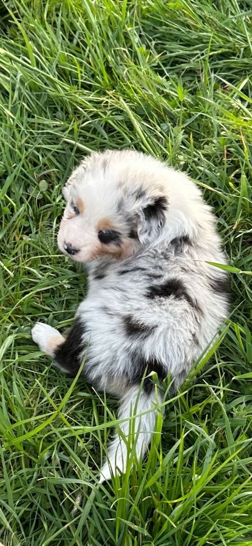 Australian Shepherd-Welpen 