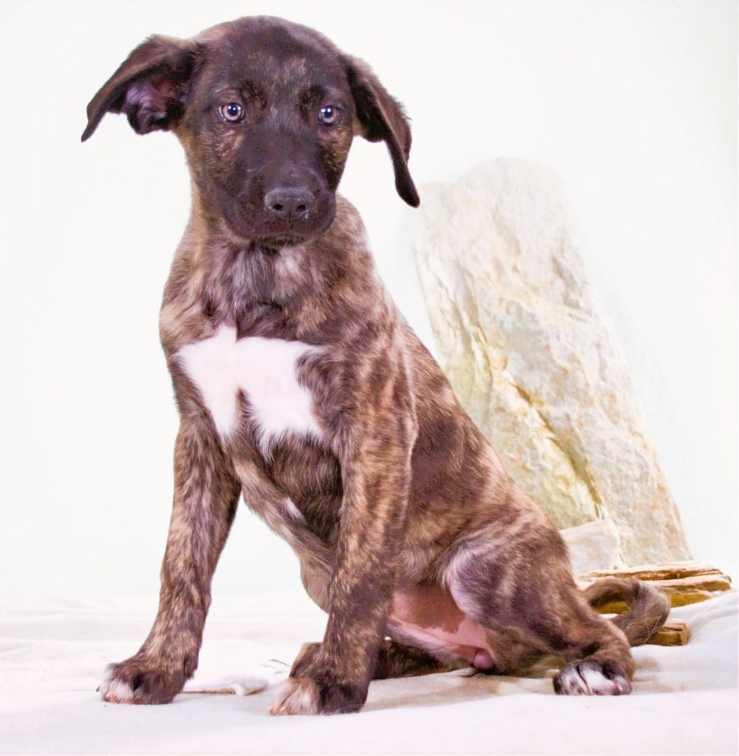 Noelia - zartes und liebevolles Hundekind