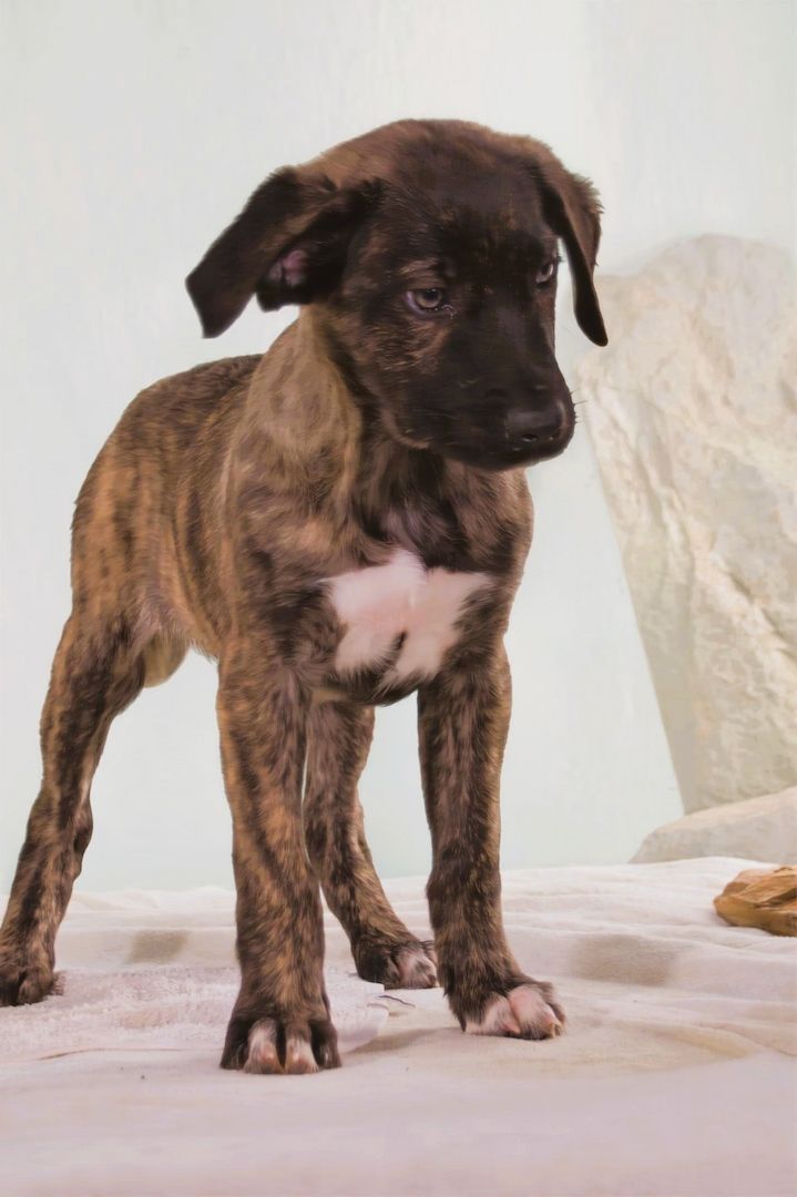 Noelia - zartes und liebevolles Hundekind