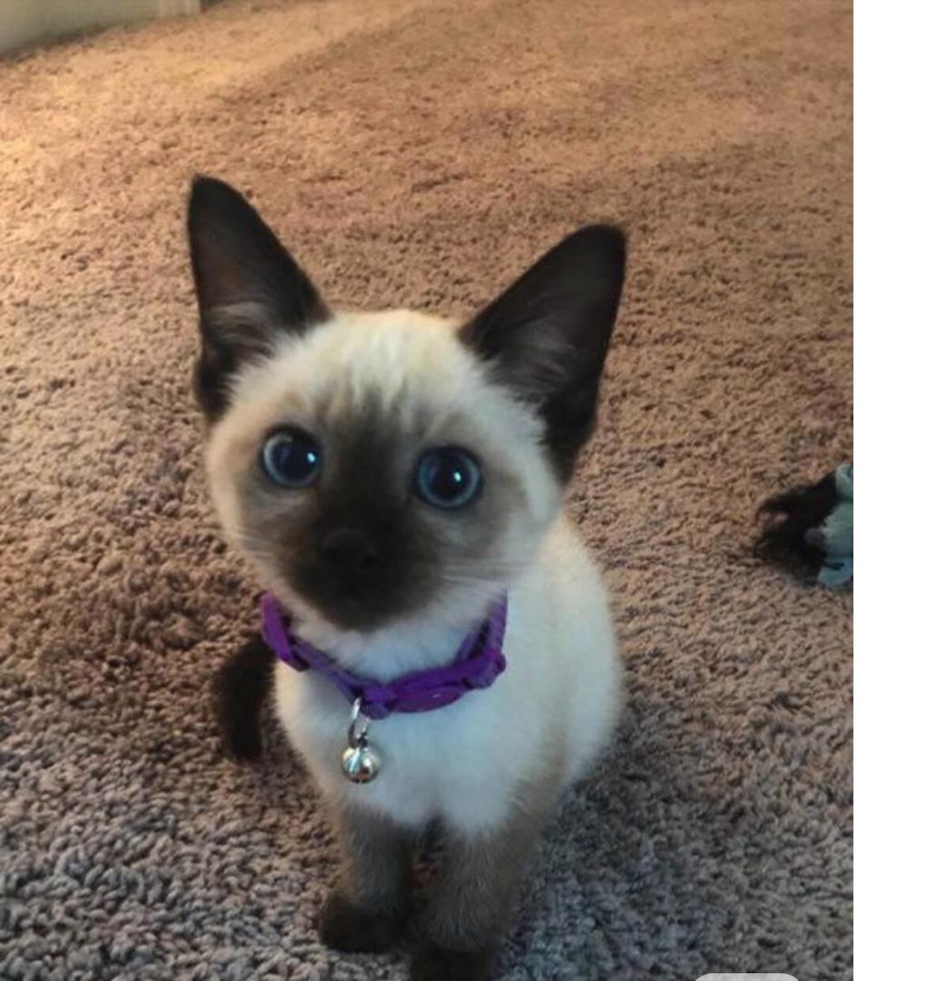 Siam Kitten