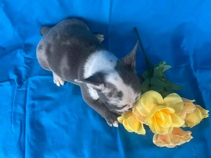 Französische Bulldoggenwelpen züchten