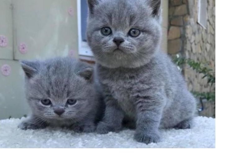 Britisch Kurzhaar Kitten