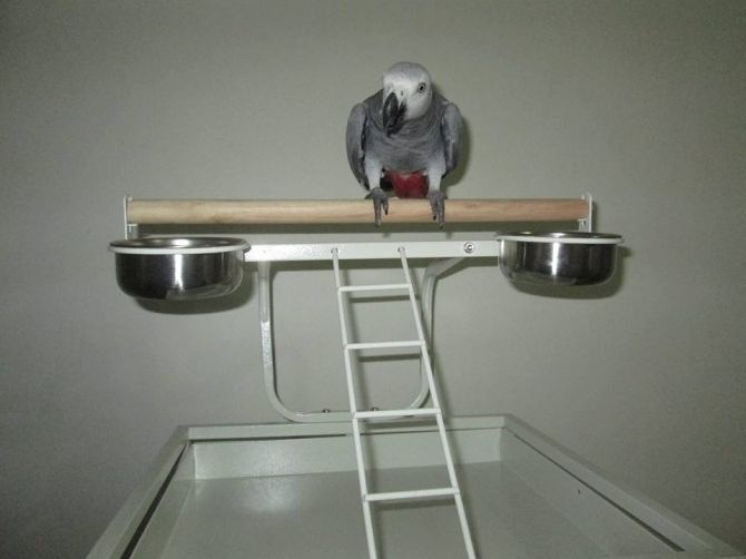 Gut gezähmter Graupapagei