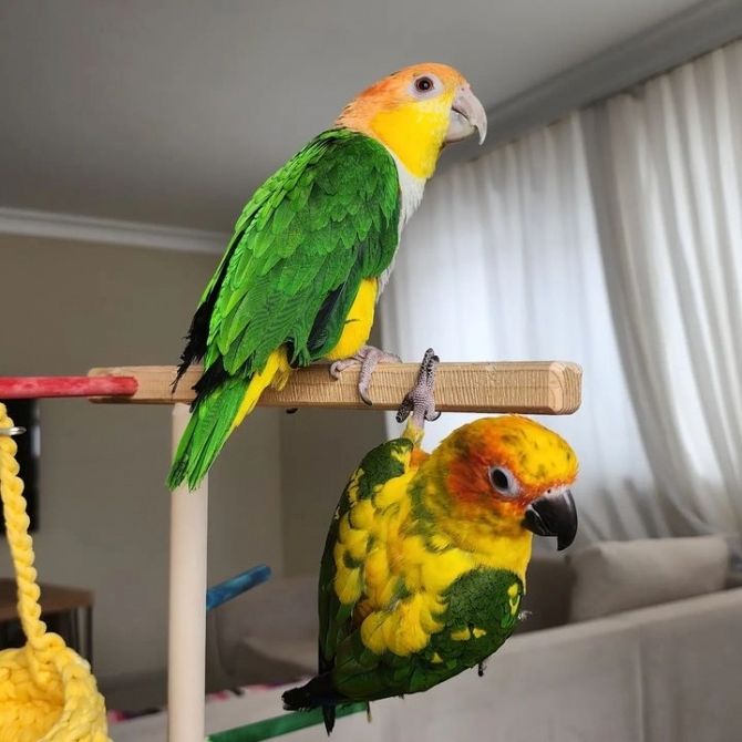 Adorable Sun Conures
