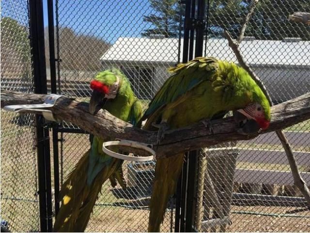 Wunderschöne Soldatenaras