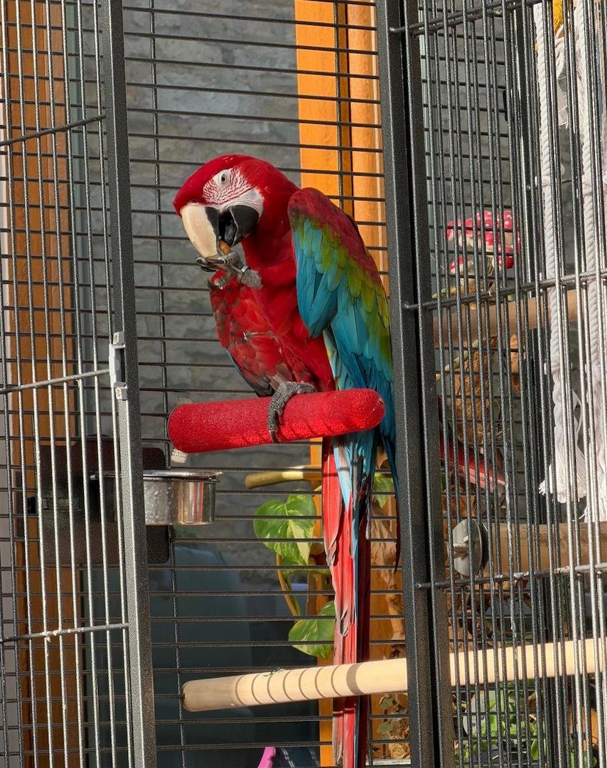 Grünflügelara-Paar