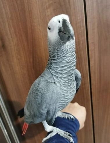 Wunderschöner handzahmer Graupapagei