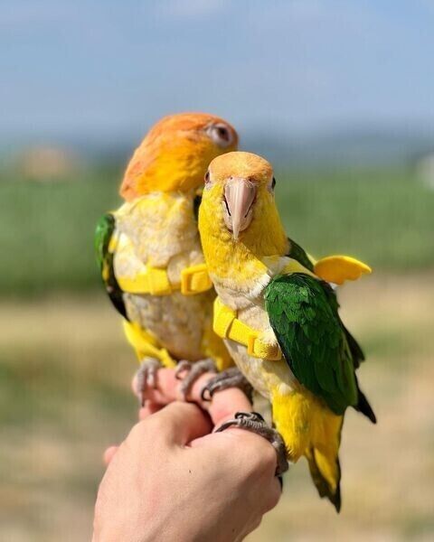 Schwarzkopfpapageien