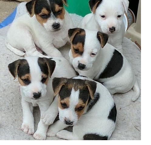 Jack-Russell-Welpen (Rüde und Hündin)