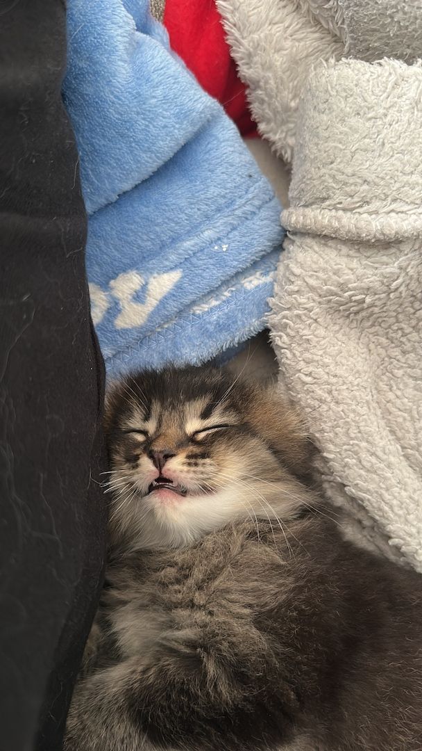 Maincoon/Somali kitten