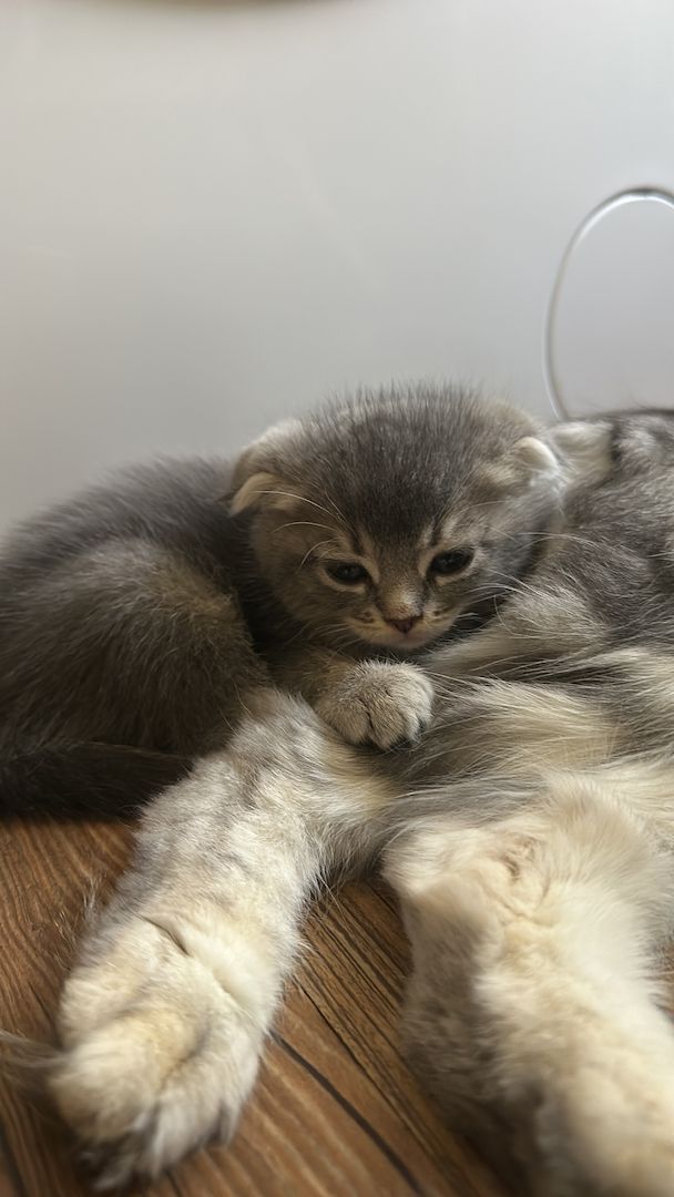 Maincoon/Somali kitten