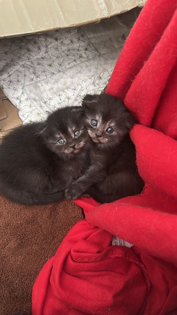 Babykatzen Maincoon/Somali