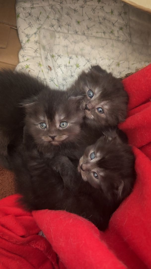 Babykatzen Maincoon/Somali