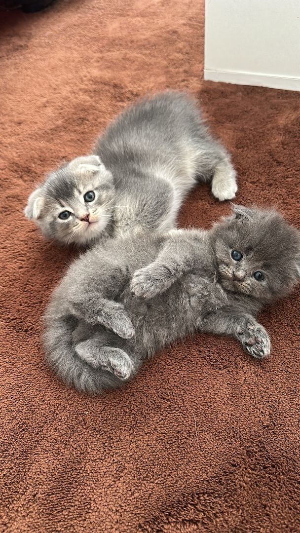 Babykatzen Maincoon/Somali