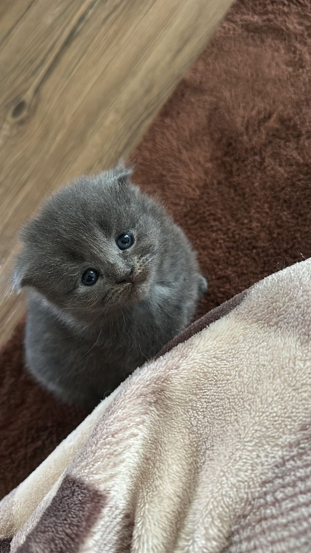 Babykatzen Maincoon/Somali