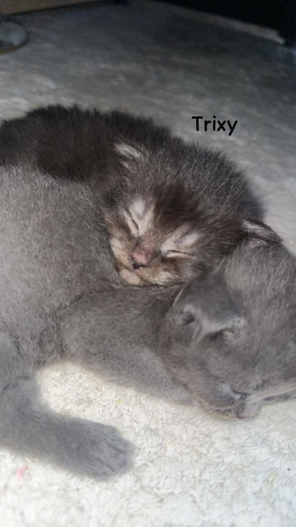 Babykatzen Maincoon/Somali