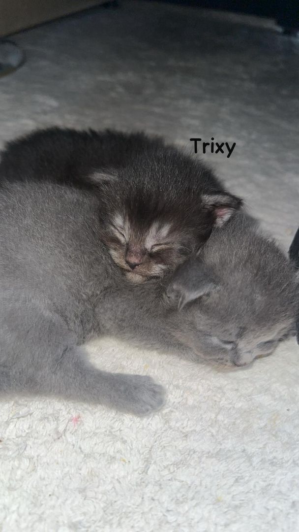 Babykatzen Maincoon/Somali