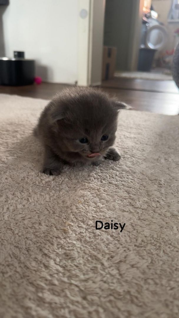 Babykatzen Maincoon/Somali