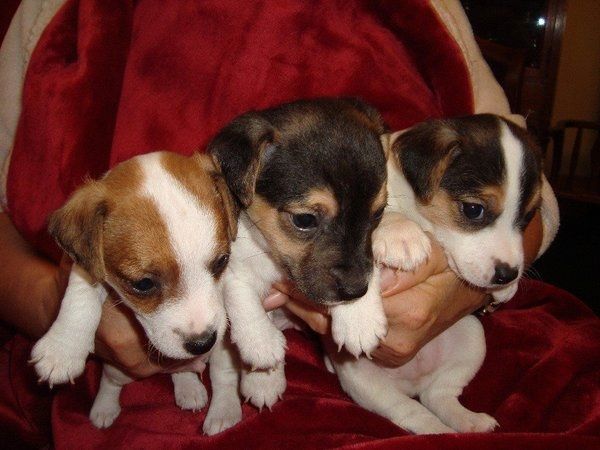 Jack-Russell-Welpen (Rüde und Hündin)