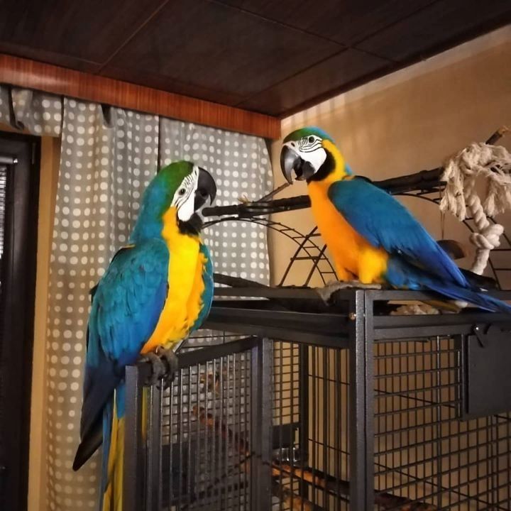 Blau-gelbe Aras suchen ein neues Zuhause