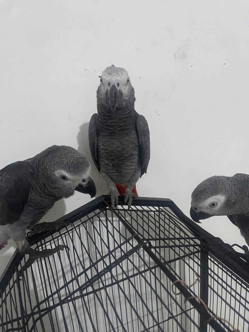 Afrikanische Graupapageien, bereit zum Abflug