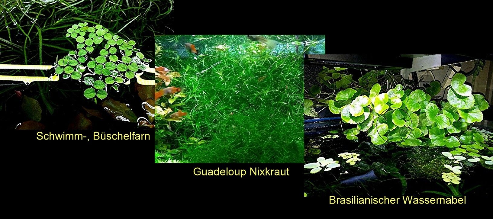 Schwimmfarn, Nixkraut, Wassernabel, Aquarienpflanzen (ab 3€)