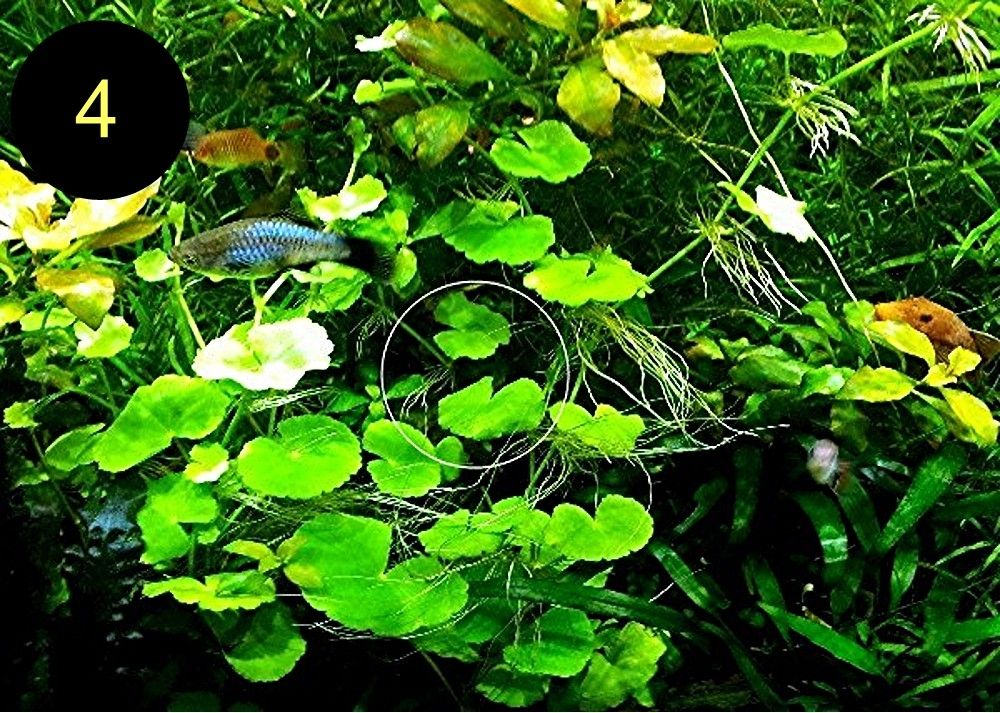 Schwimmfarn, Nixkraut, Wassernabel, Aquarienpflanzen (ab 3€)