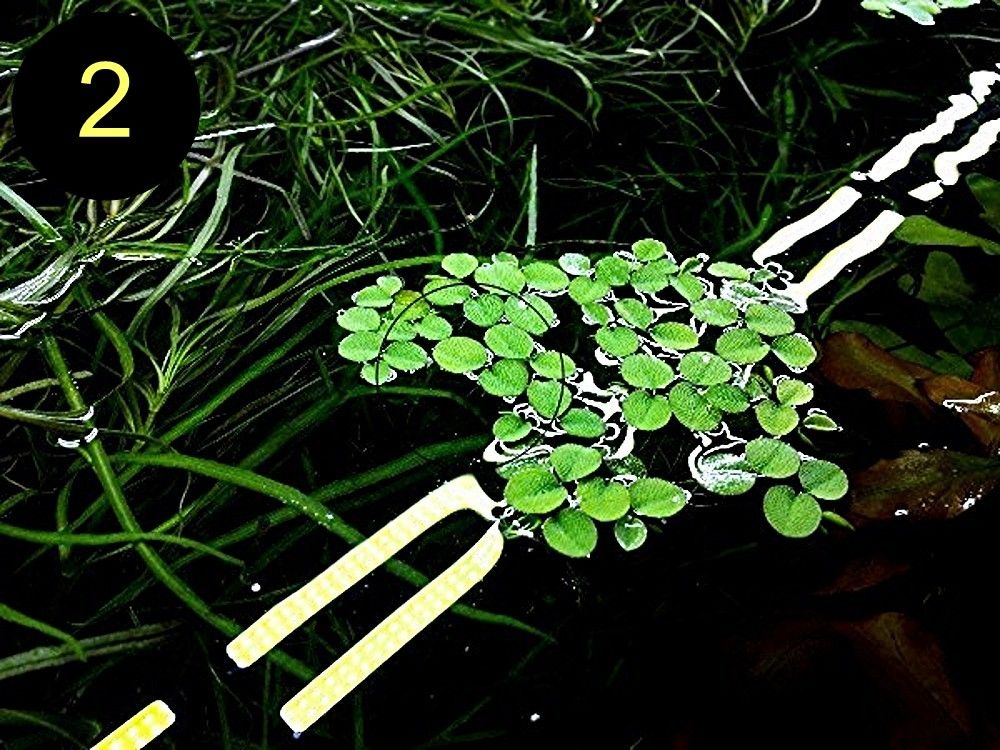 Schwimmfarn, Nixkraut, Wassernabel, Aquarienpflanzen (ab 3€)