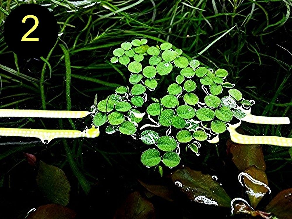 Schwimmfarn, Nixkraut, Wassernabel, Aquarienpflanzen (ab 3€)