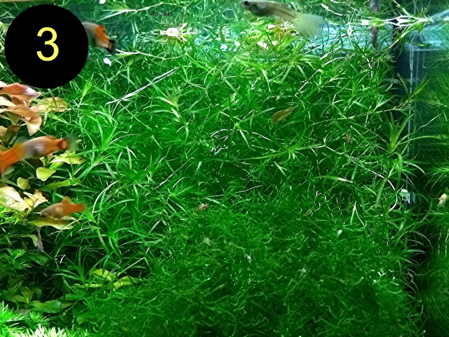 Schwimmfarn, Nixkraut, Wassernabel, Aquarienpflanzen (ab 3€)