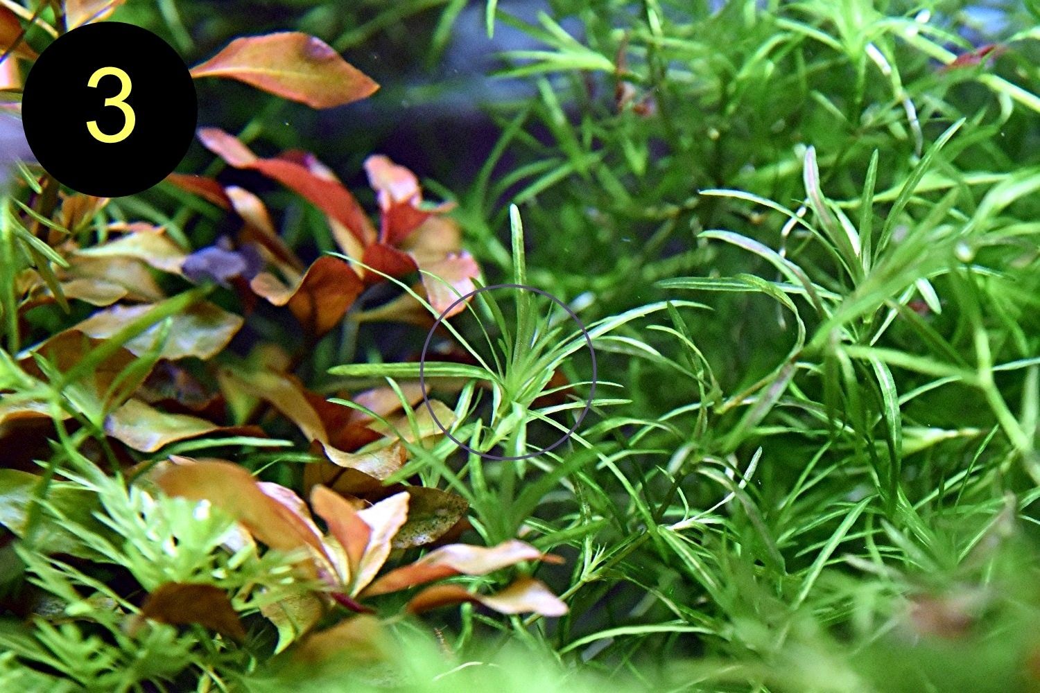 Schwimmfarn, Nixkraut, Wassernabel, Aquarienpflanzen (ab 3€)