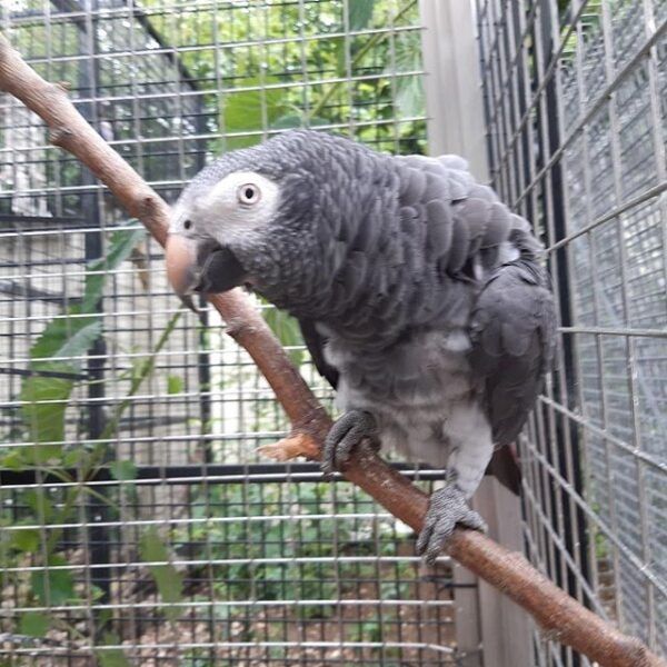 Afrikanische Graupapageien