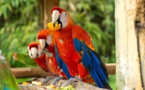 Afrikanische Graupapageien