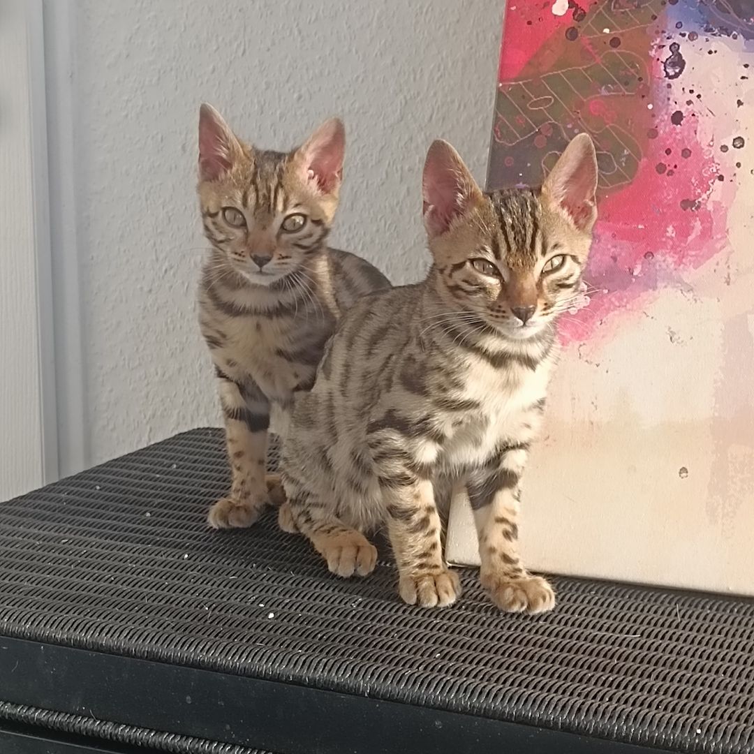 Bengal-Kitten sofort abzugeben