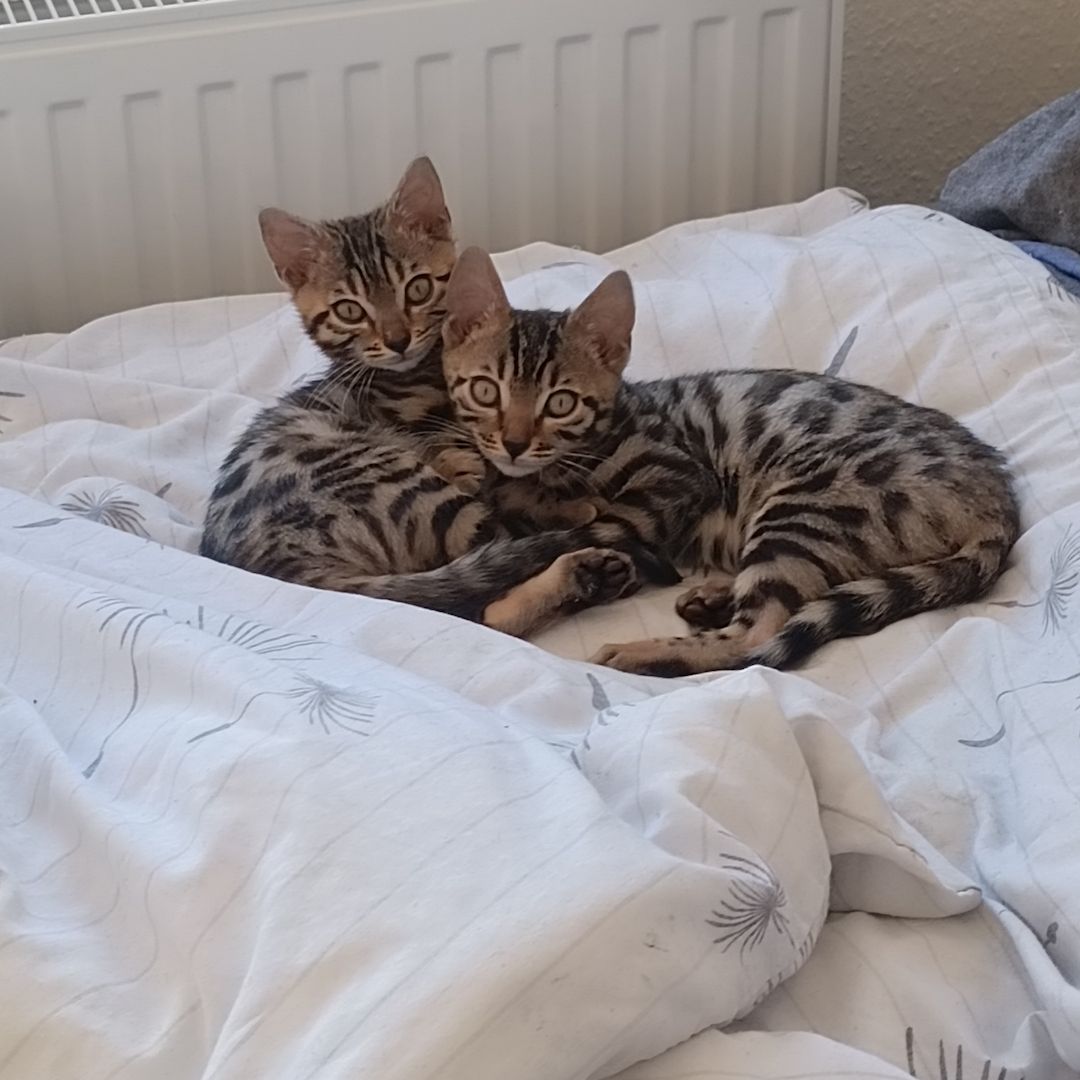 Bengal-Kitten sofort abzugeben